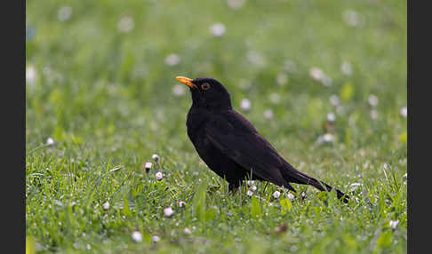 Amsel (Turdus merula)