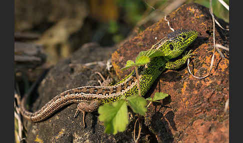 Zauneidechse (Lacerta agilis)