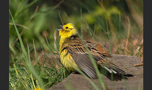 Goldammer (Emberiza citrinella)