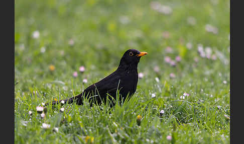 Amsel (Turdus merula)