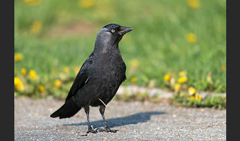 Dohle (Corvus monedula)