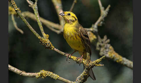 Goldammer (Emberiza citrinella)