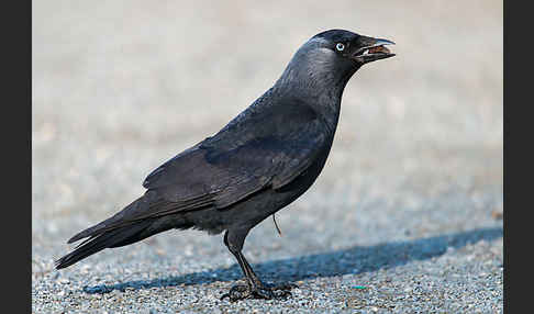 Dohle (Corvus monedula)