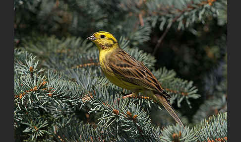 Goldammer (Emberiza citrinella)