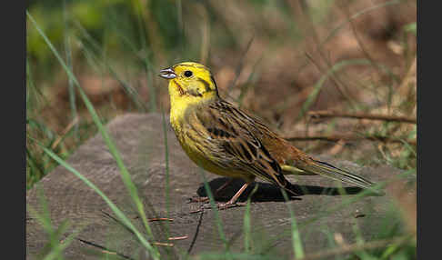 Goldammer (Emberiza citrinella)