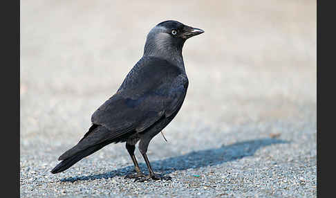 Dohle (Corvus monedula)