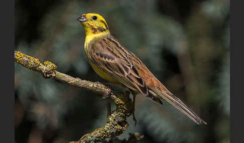 Goldammer (Emberiza citrinella)