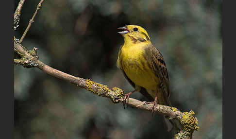 Goldammer (Emberiza citrinella)