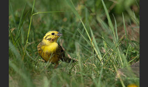 Goldammer (Emberiza citrinella)