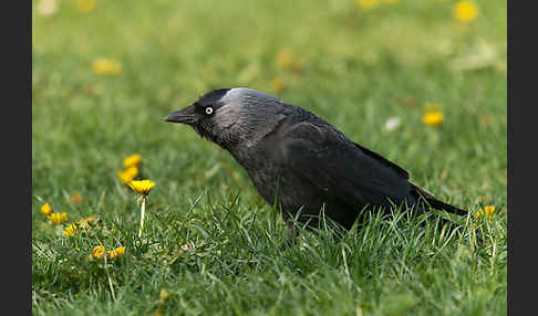 Dohle (Corvus monedula)