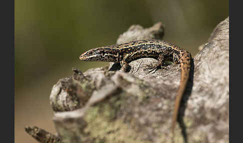 Waldeidechse (Lacerta vivipara)