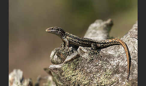 Waldeidechse (Lacerta vivipara)