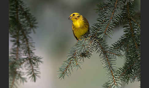 Goldammer (Emberiza citrinella)