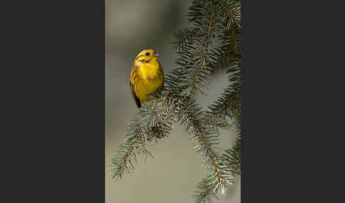 Goldammer (Emberiza citrinella)