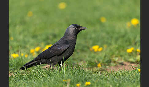 Dohle (Corvus monedula)