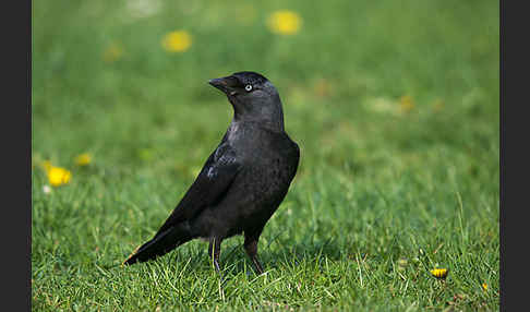 Dohle (Corvus monedula)