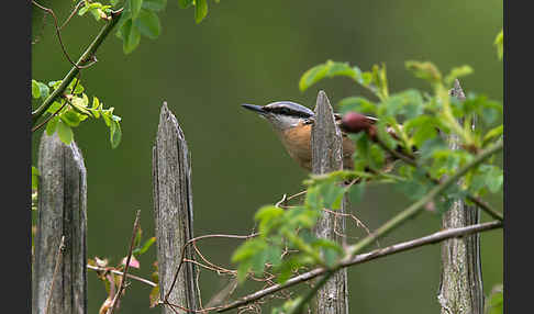 Kleiber (Sitta europaea)