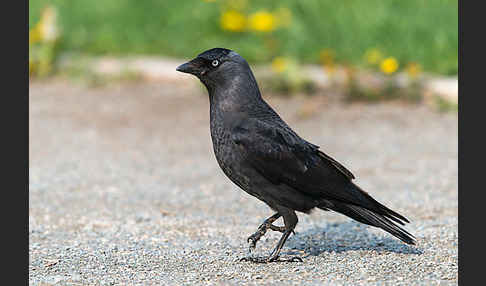 Dohle (Corvus monedula)