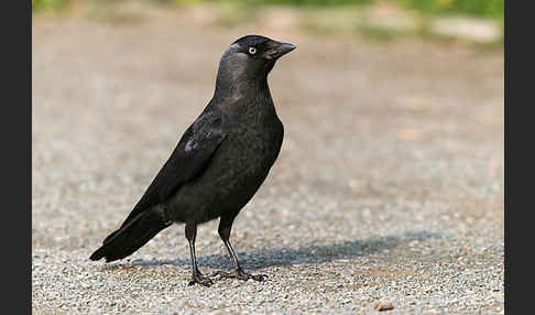 Dohle (Corvus monedula)