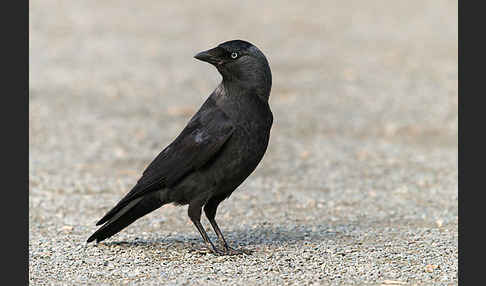 Dohle (Corvus monedula)