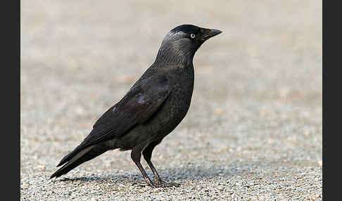 Dohle (Corvus monedula)