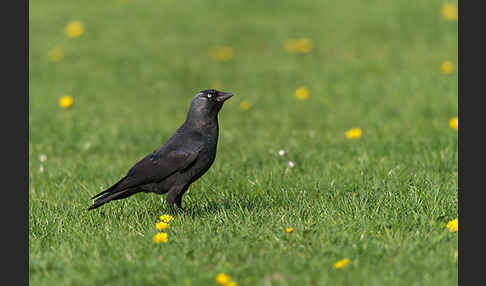 Dohle (Corvus monedula)