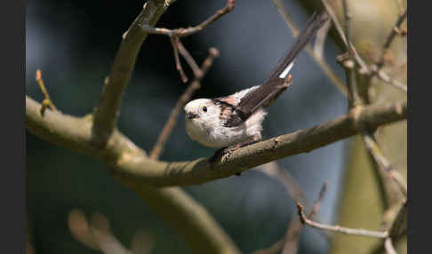 Schwanzmeise (Aegithalos caudatus)