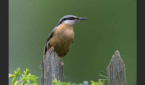 Kleiber (Sitta europaea)