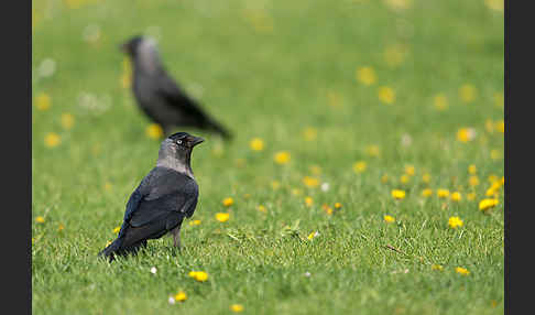 Dohle (Corvus monedula)