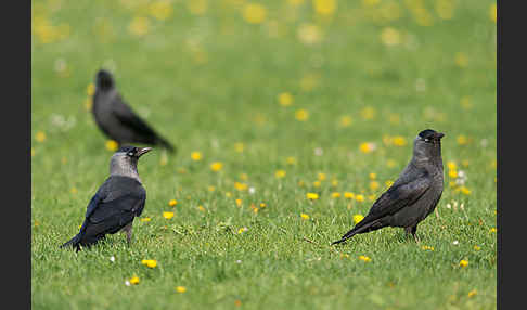 Dohle (Corvus monedula)