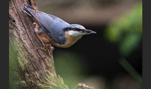 Kleiber (Sitta europaea)