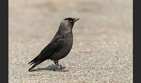 Dohle (Corvus monedula)