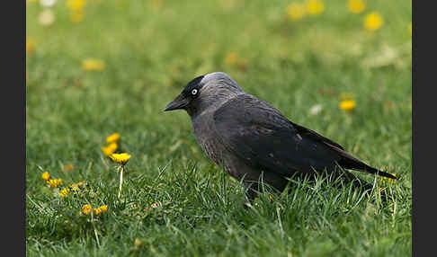 Dohle (Corvus monedula)