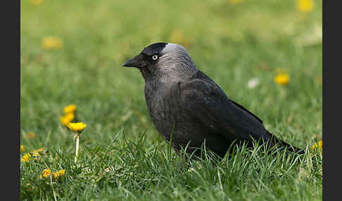 Dohle (Corvus monedula)