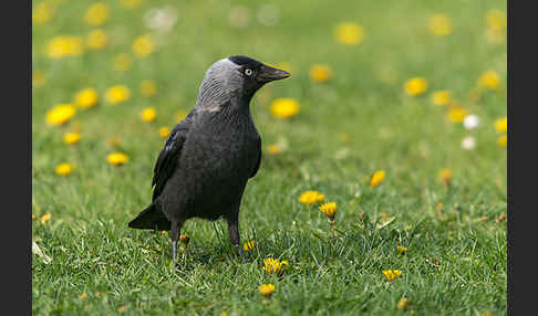 Dohle (Corvus monedula)