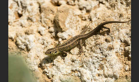 Zauneidechse (Lacerta agilis)