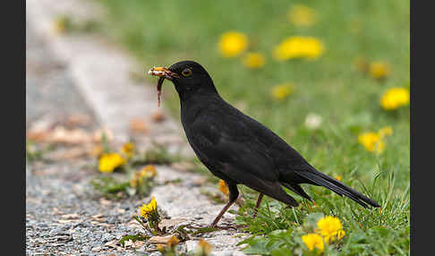 Amsel (Turdus merula)