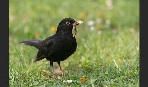 Amsel (Turdus merula)