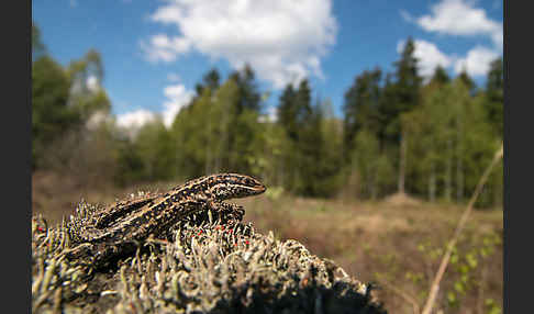 Waldeidechse (Lacerta vivipara)