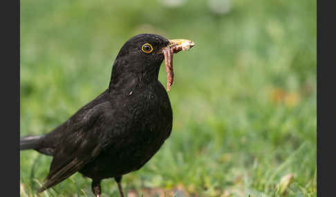 Amsel (Turdus merula)