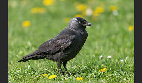 Dohle (Corvus monedula)