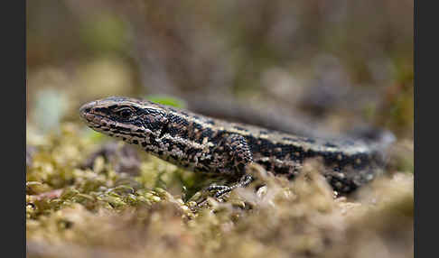 Waldeidechse (Lacerta vivipara)