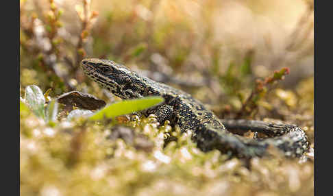 Waldeidechse (Lacerta vivipara)