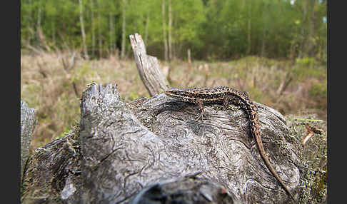 Waldeidechse (Lacerta vivipara)