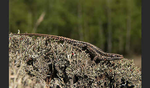 Waldeidechse (Lacerta vivipara)