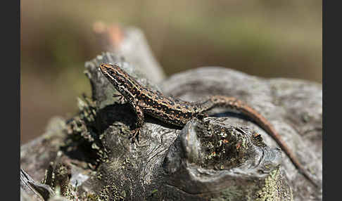 Waldeidechse (Lacerta vivipara)