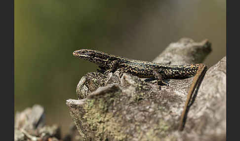 Waldeidechse (Lacerta vivipara)