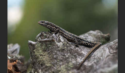 Waldeidechse (Lacerta vivipara)