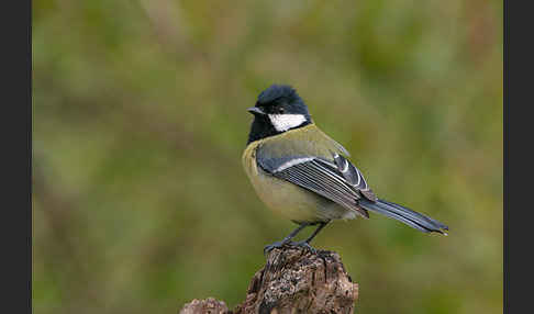 Kohlmeise (Parus major)