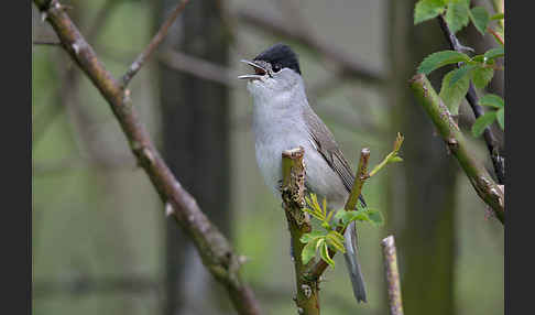 Mönchsgrasmücke (Sylvia atricapilla)